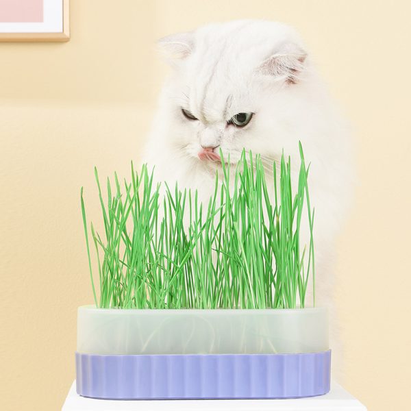 wholesale cat grass kit container